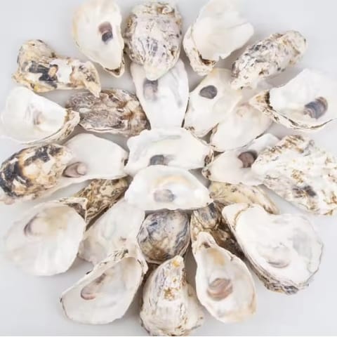 30pcs Oyster Shells With Pearl Bulk Natural Oyster Shells For Crafts DIY Arts