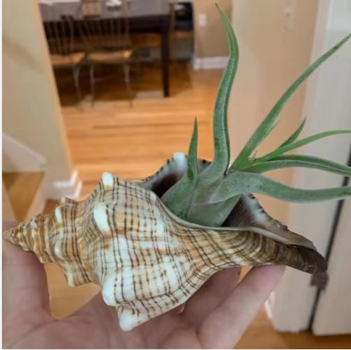 2PCS Conch Shell Large Natural Seashells For Fish Tank Wedding Decor Beach, product photo